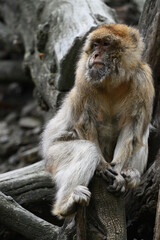 Barbary macaques, animals primates zoo