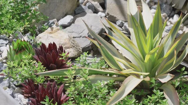Yucca and Sempervivum in rocky garden