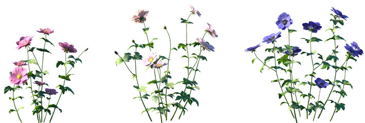 Set of Anemone cathayensis flowers frontal isolated png on a transparent background perfectly cutout high resolution © Viktoria