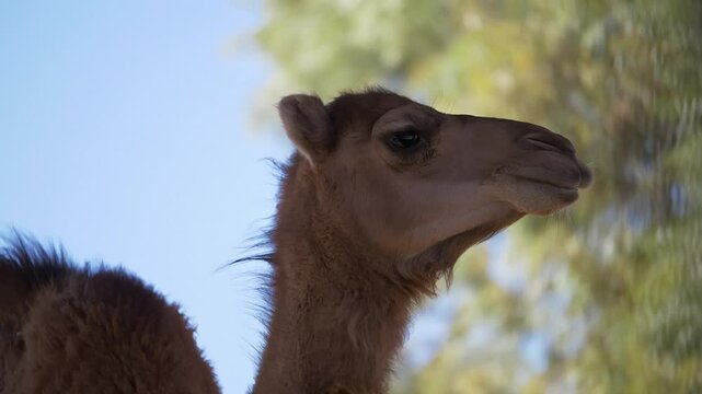 camel's tail wagging while sitting on a sunny day