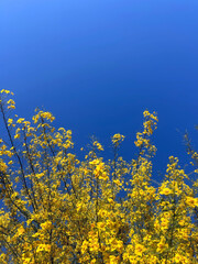 yellow flower branches reaching toward open blue sky