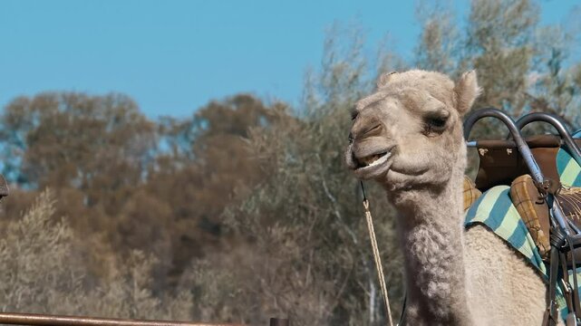 camel's tail wagging while sitting on a sunny day