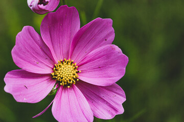 Obraz premium Close-up of a vibrant pink flower in full bloom, showcasing delicate petals and a bright yellow center