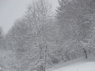 Leafless deciduous trees stand tall, draped in heavy snow amidst a winter forest. Lush branches are laden with snow, and forest exudes a frosty charm. White wintry landscape during a heavy snowfall. © helivideo
