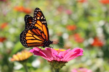 A monarch butterfly rests gracefully on a vibrant pink zinnia flower, surrounded by a colorful summer garden.