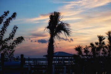 Sunset & Palm Tree