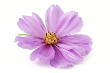 Fototapeta premium Close up of lilac cosmos flower on white background with depth of field