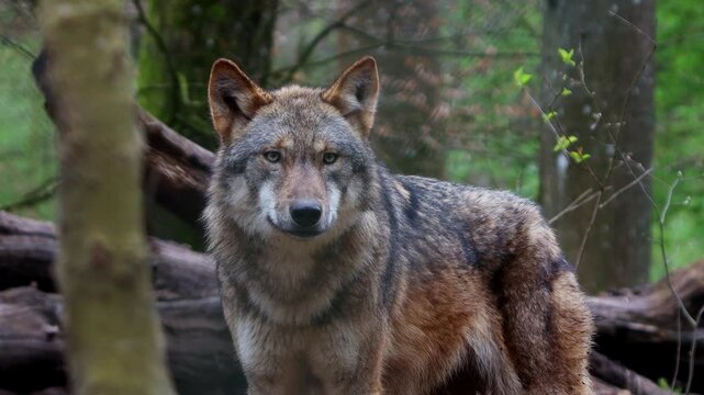 a wolf in the forest 4k 25fps video
