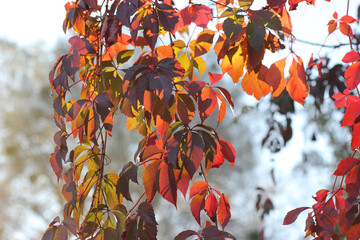 Red wild grape leaves in the sun. Evening park warm atmosphere