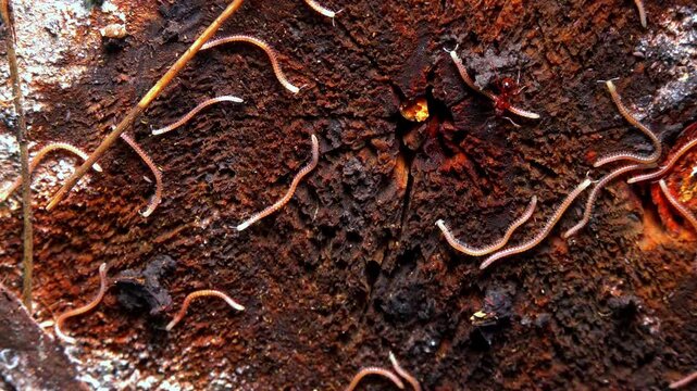 Blaniulus  guttulatus - Millipedes on an old oak tree stump in the garden, Ukraine