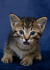 Fototapeta premium Kitty cats
