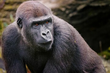 Obraz premium Gorilla close-up in natural habitat