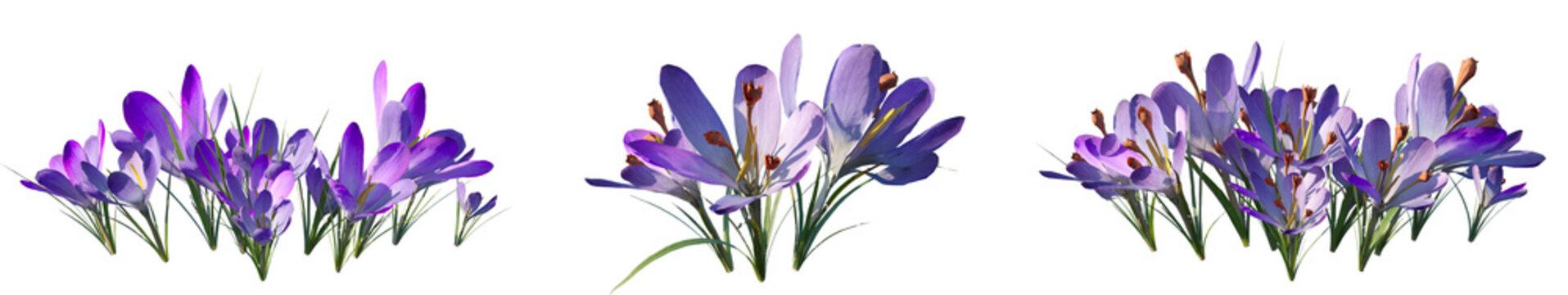 Set of Crocus sativus (commonly known as saffron crocus or autumn crocus) frontal isolated png on a transparent background perfectly cutout high resolution