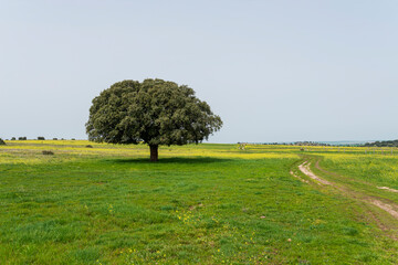 primavera flores amarillas campos de castilla con encinas 2023