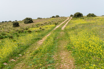 primavera flores amarillas campos de castilla con encinas 2023