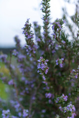 Obraz premium flores moradas castilla marzo 2023