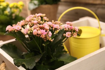 Beautiful kalanchoe flowers in pots and watering can near wooden wall, closeup