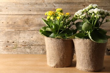Beautiful kalanchoe flowers in pots on wooden table, space for text