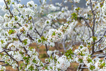 CEREZOS EN FLOR VALLE DEL JERTE 2024 