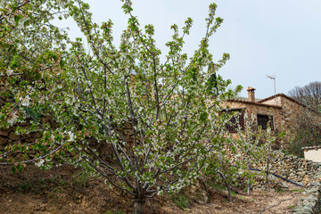 CEREZOS EN FLOR VALLE DEL JERTE 2024 CEREZAS EN FLOR BLANCA VALLE DEL TIERAR