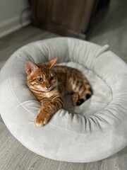 Obraz premium cat in a pet bed