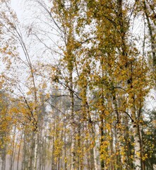 Birches - autumn trees in the wood