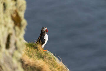 Atlantic puffin (Fratercula arctica)