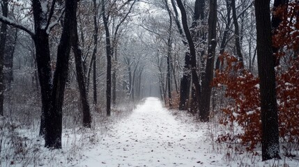Obraz premium Winter Wonderland Pathway Through Snow-Covered Trees