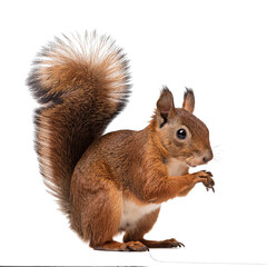 Obraz premium Squirrel side view full body isolate on transparency background