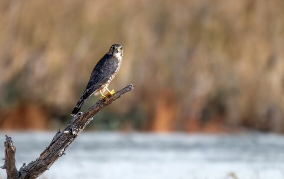 Majestic merlin falcon perched on a bare branch near Lake Perris, California