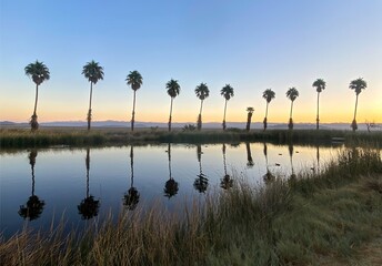 Zzyzx Road desert research station oasis and palm lined pond near Baker, CA on the way to Las Vegas on I15