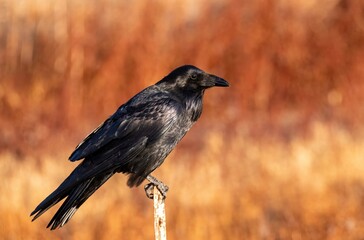 Raven or crow up close against golden hour grass background, ready for Halloween