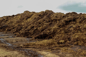 Manure is brought to the field. Fertilizing the field before sowing. Field fertilization before sowing winter rye