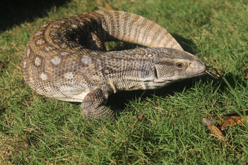 A Scaly Savannah Monitor Lizard on nature background