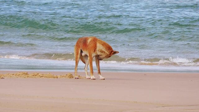 4K video, dingo standing on beach, Australian wild dog, K'gari Fraser Island