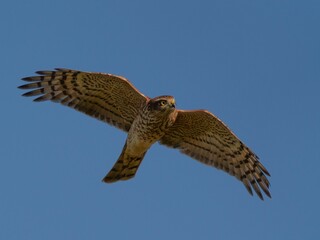 Sperberweibchen im Flug