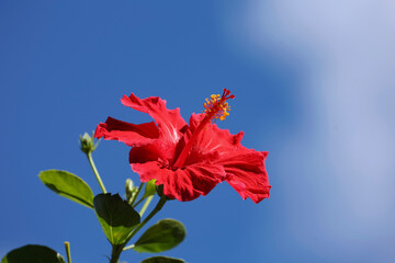 flor de hibiscus