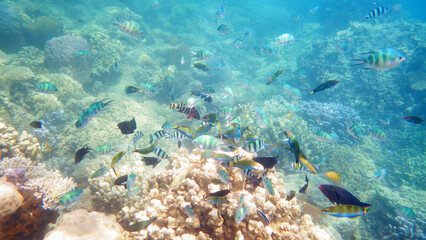 coral reef and fishes