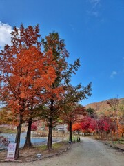 Fototapeta premium autumn in the park