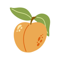 Summer juicy orange apricot with leaf. Hand drawn cartoon fruit illustration.