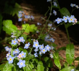 forget me not