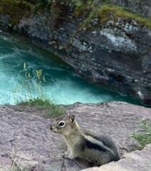 chipmunk on the rock