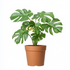 Obraz premium Monstera plant in a brown pot, white isolated background.