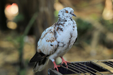 bird on a fence