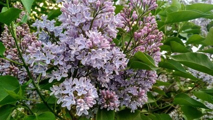 Branch of lilac flowers on a background of green leaves.