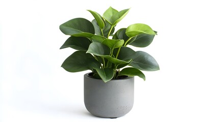 A lush green plant in a modern gray pot, enhancing indoor decor and air quality.