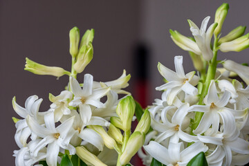 Obraz premium Delicate white flowers blossom in a close-up view, showcasing their intricate details and vibrant freshness in a home setting