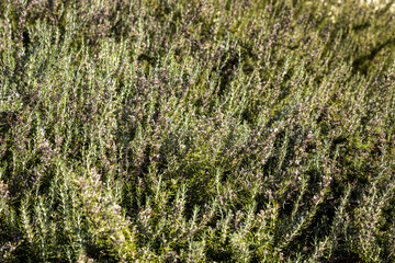 Blooming fragrant rosemary bushes in  park.
