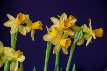 Fototapeta premium Daffodils bloom vibrantly against a dark background, showcasing their yellow petals in a spring display of natural beauty
