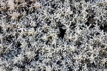 Santolina chamaecyparissus, also referred to as cotton lavender or lavender-cotton, is a flowering plant in the Asteraceae family in parks.